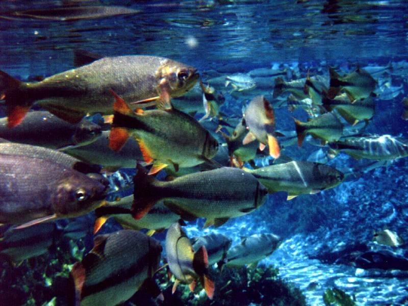 天然の水族館 Bonito ボニート 海の向こう側 ブラジル移住編